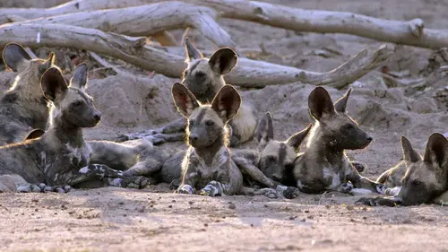 Casting Lycaons - Sur les traces de la meute