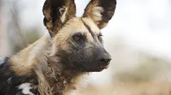 Visuel de Lycaons, tragédie dans le bush