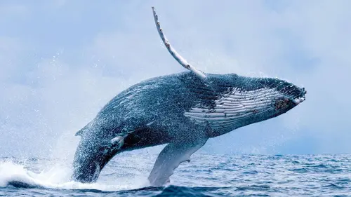 Ma baleine à bosse