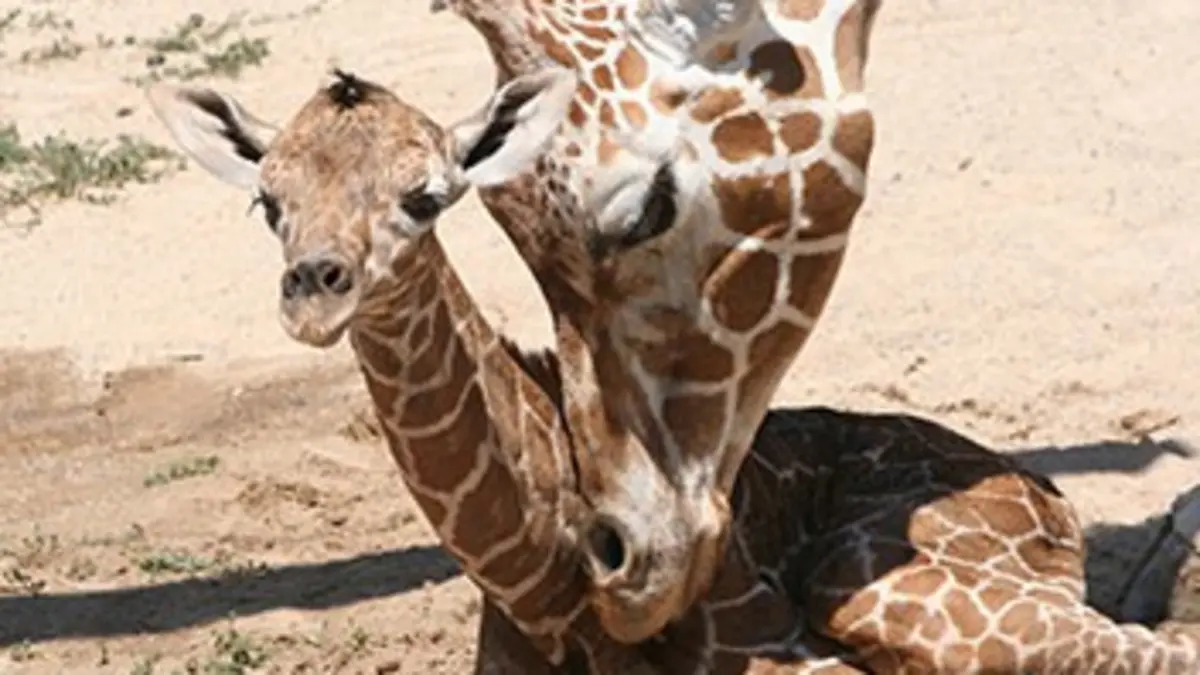 Ma vie au zoo E01