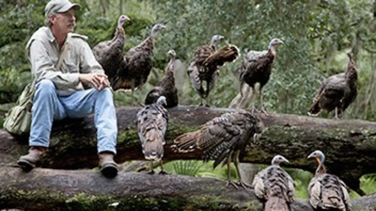 Ma vie avec 16 dindons sauvages