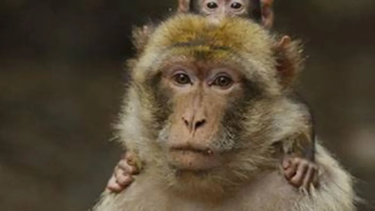 Macaques de Barbarie, la force du lien