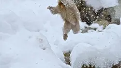 Visuel de Macaques des neiges
