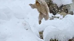 Macaques des neiges
