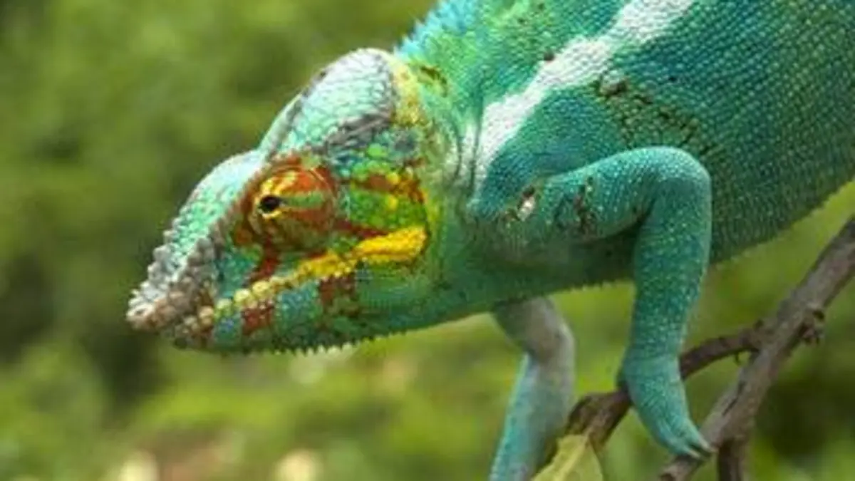 Madagascar E01 L'île aux merveilles