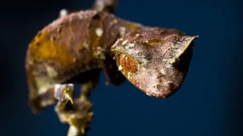 Madagascar E02 Terres extrêmes