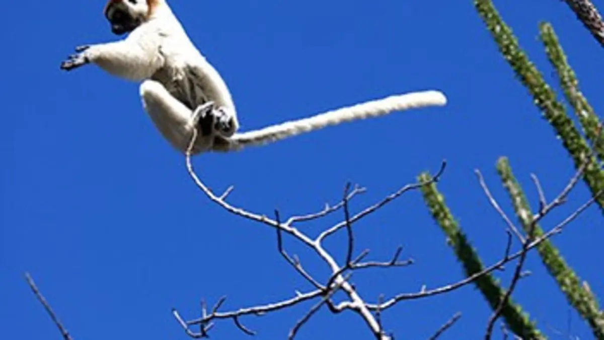 Madagascar E03 Survivre à la saison sèche