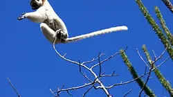 Visuel de Madagascar