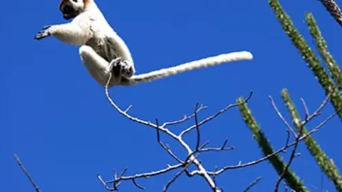 Madagascar E03 Survivre à la saison sèche