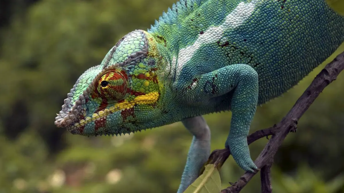 Madagascar entre terre et mer E01 Island of Marvels