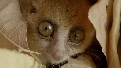 Madagascar, l'île rouge E01 La jungle des lémuriens