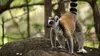 Madagascar, l'île rouge E02 Le royaume des lémurs catta (2020)