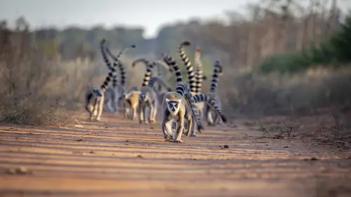Madagascar : les gangs de lémuriens