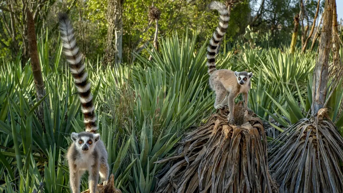 Madagascar : les gangs de lémuriens Sous haute tension
