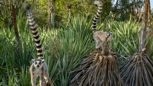 Madagascar : les gangs de lémuriens Sous haute tension