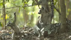 Madagascar : les gangs de lémuriens L'audace récompensée