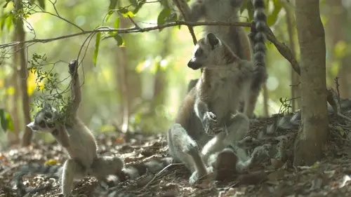 Madagascar : les gangs de lémuriens L'audace récompensée