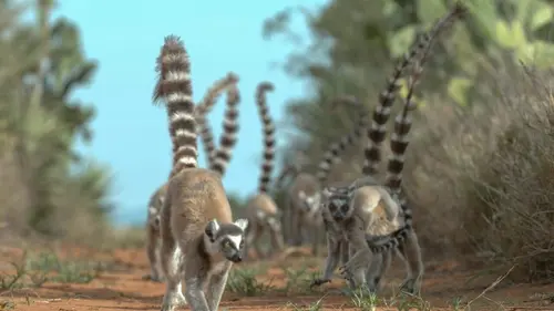 Madagascar : les gangs de lémuriens Sur le chemin de l'indépendance