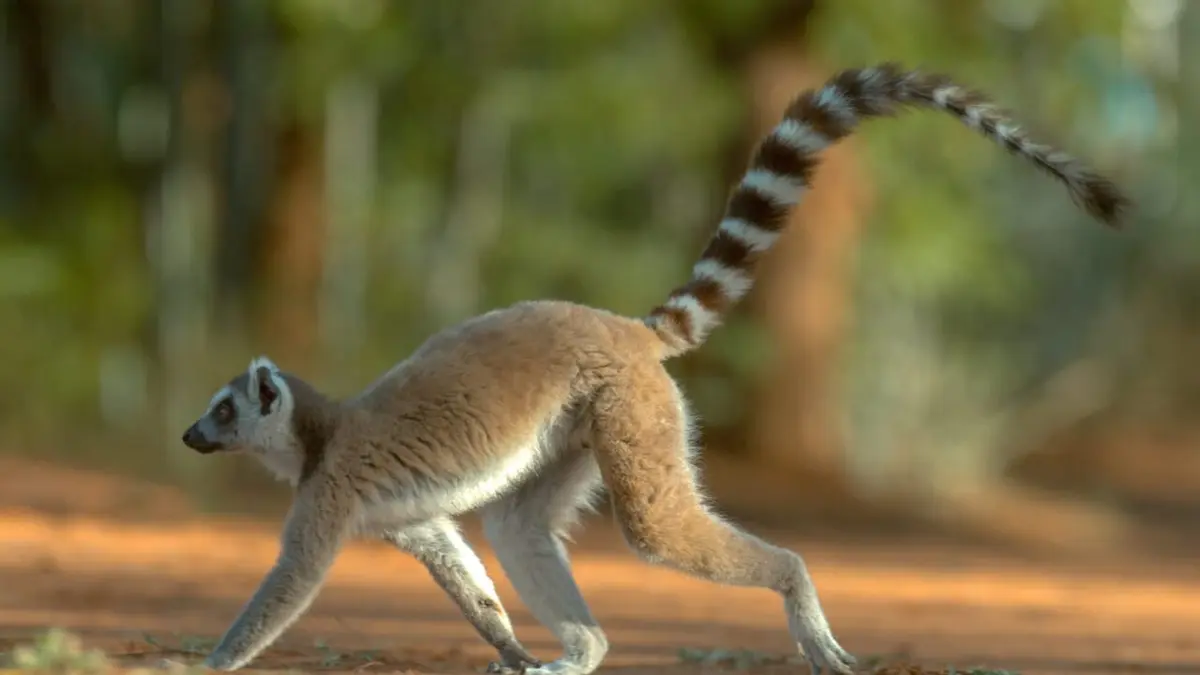 Madagascar : les gangs de lémuriens La dynastie de la réserve de Berenty