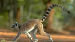 Madagascar : les gangs de lémuriens