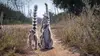 Madagascar : les gangs de lémuriens S01E01 Lignes ennemies