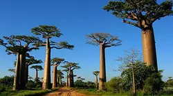 Visuel de Madagascar, les trésors de l'île rouge