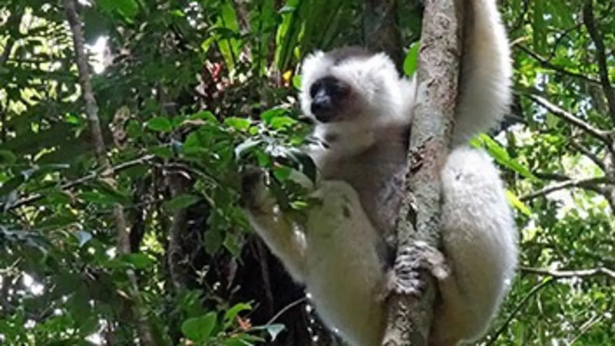 Madagascar, les trésors verts de l'île rouge