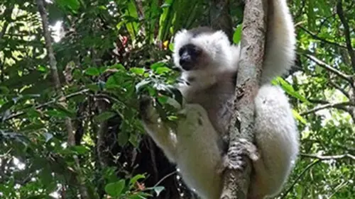 Madagascar, les trésors verts de l'île rouge