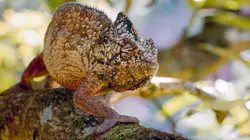 Madagascar ou le grand carnaval des caméléons
