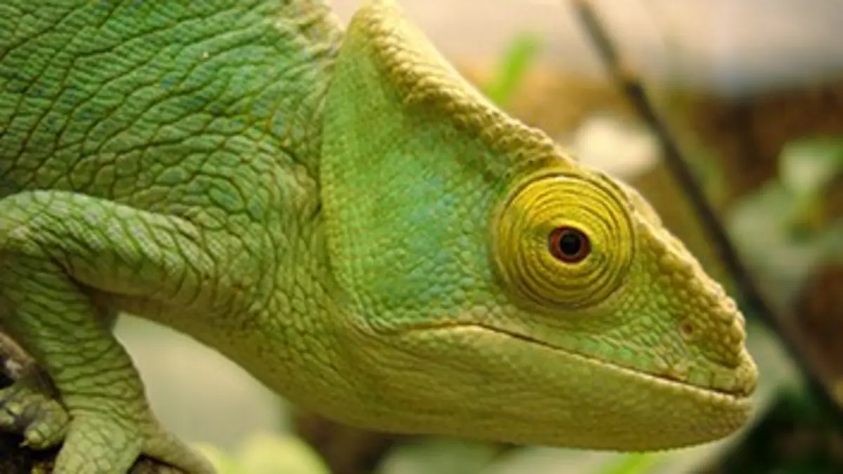 Madagascar, paradis des caméléons