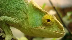 Visuel de Madagascar, paradis des caméléons