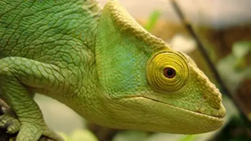 Madagascar, paradis des caméléons