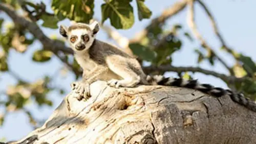 Madagascar, terre des lémuriens