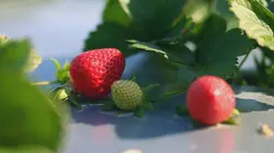 Made in USA Les repas des avions