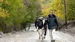 Visuel de Madonna, la vache qui a conquis le Caucase