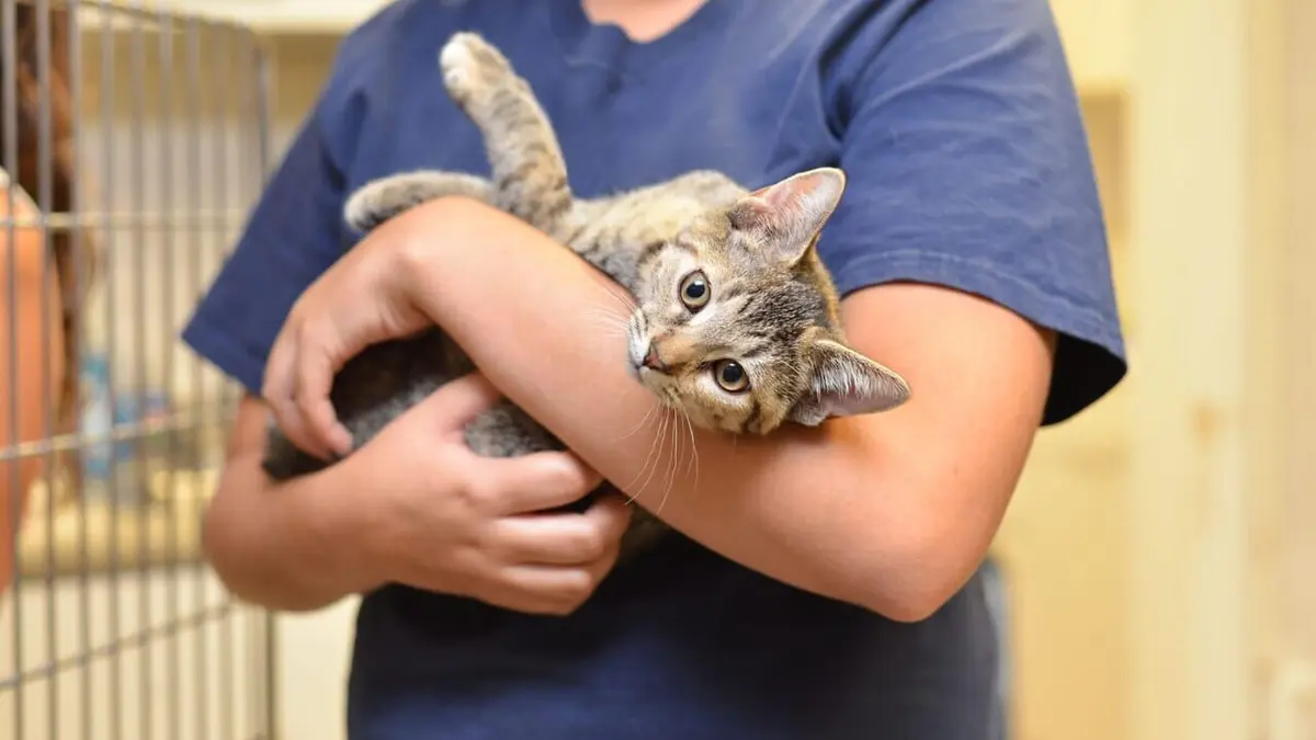 Madrid : dans l'hôpital pour les animaux sauvages