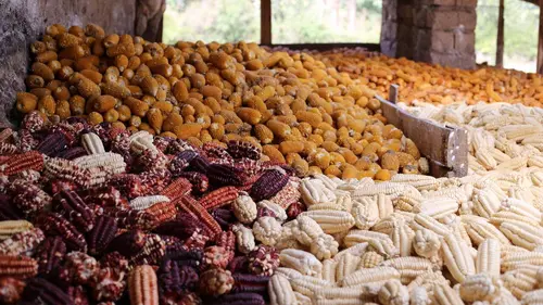 Maïs, pour le meilleur et pour l'épi