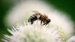 Maja Lunde : L'écologie est un roman