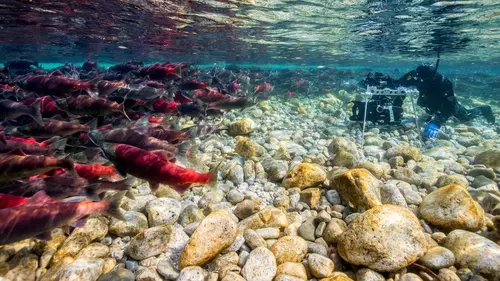 Planete animale, les jeux de l'amour L'aventure !