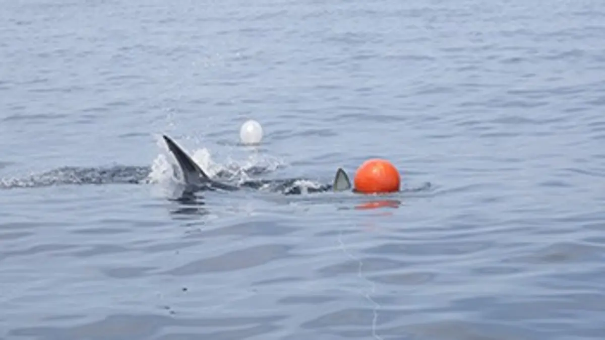 Mako : Fast N' Sharks