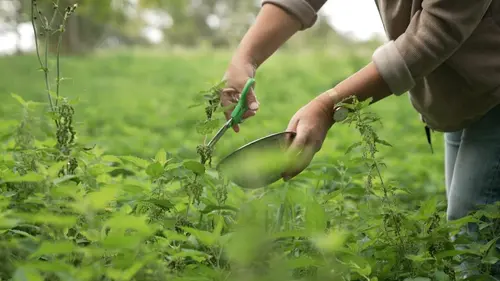 Maladies de l'hiver : comment renforcer nos défenses immunitaires ?