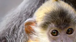 Malaisie, oasis de vies