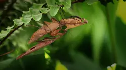 Malaisie, oasis de vies