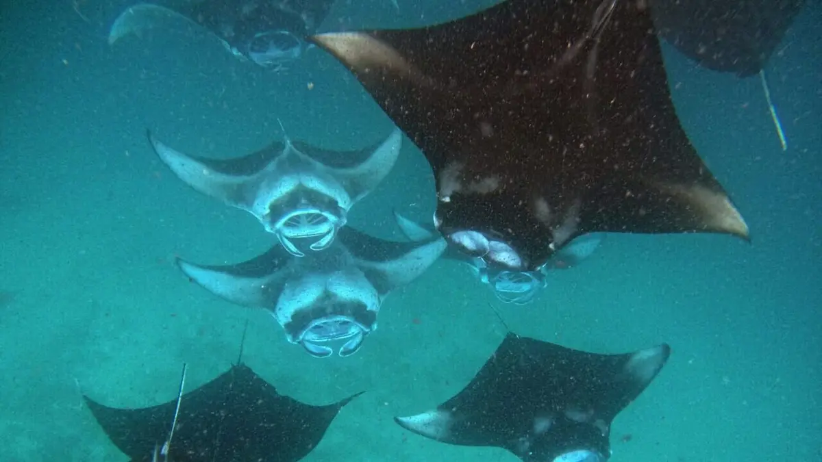 Maldives, le ballet des raies mantas