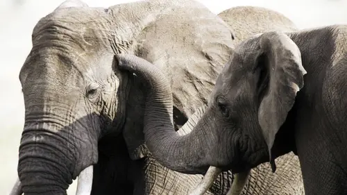 Mâles vs femelles E01 Liaisons tumultueuses