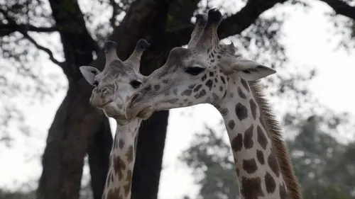 Mâles vs femelles E02 Scènes de ménage