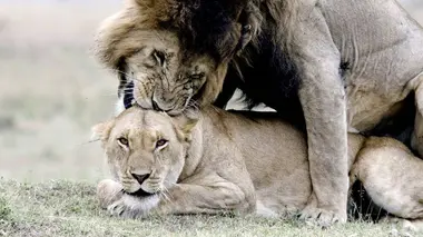 Devenir un bon parti