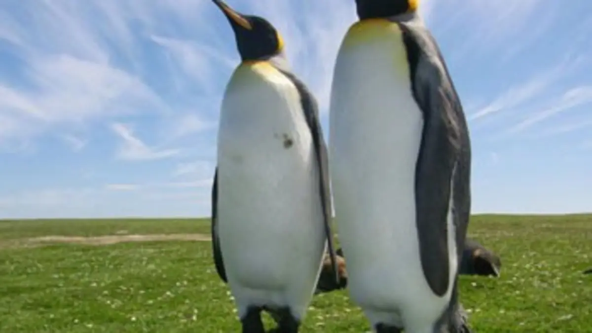 Malouines, le royaume des manchots