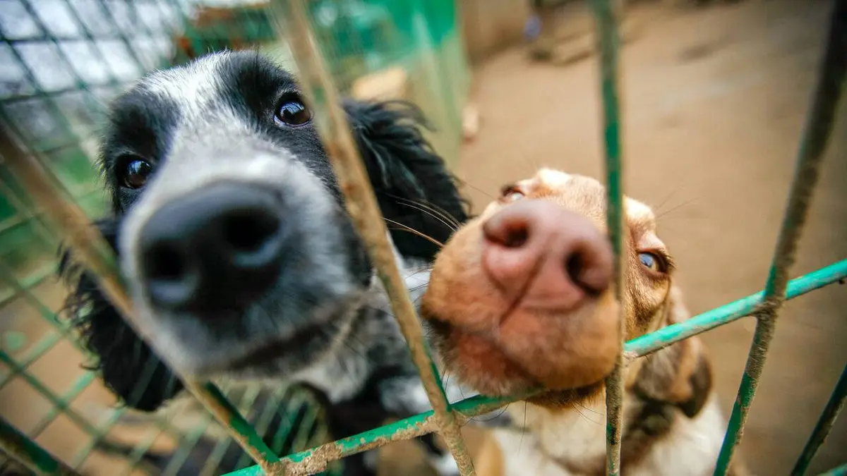 Maltraitance animale : la protection des animaux en Espagne