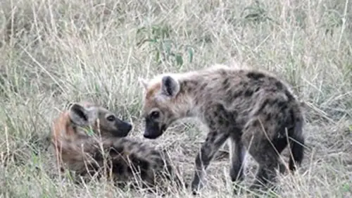 Mama Hyena
